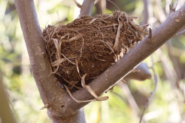Ağaçta terk edilmiş bir kuş yuvası