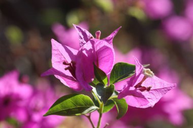 Yazın mor buganville çiçekleri