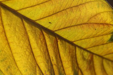 Sonbaharda lokuat yaprağı. Sarı lokuat yaprağını kapat.