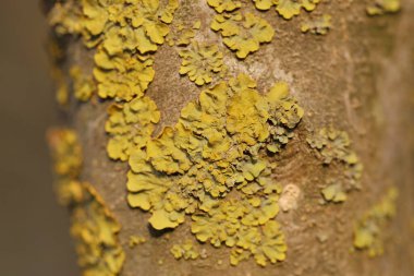 Ağacın kabuğunda büyüyen liken. 