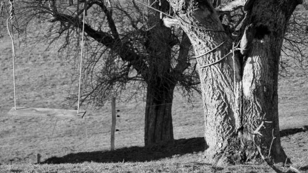 Домашние Деревянные Качели Веревками Прикрепленными Дереву Черно Белом — стоковое фото
