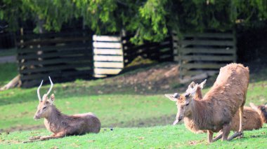 Komik geyikler yerde diz çökerler, dilleri dışarı fırlar ve arka planda büyük boynuzları vardır.