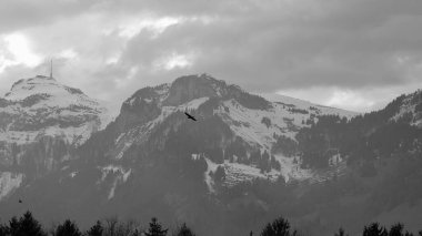 Appenzell Alpleri 'nin önündeki ağaçların üzerinde siyah beyaz bir kuş uçuyor.