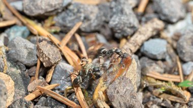 Yerdeki bir odun parçası üzerinde çalışıyorum.