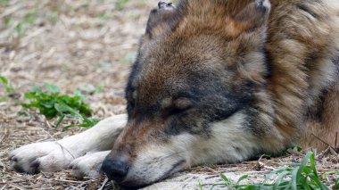 Pençelerinde ağızlık ile yerde yatan uyuyan kurt portresi