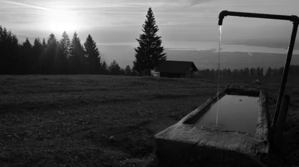 Sunset on the mountain with sun rays shining through fir trees and wooden well in front and Lake Constance in the background in Dornbirn, Vorarlberg, Austria in black and white