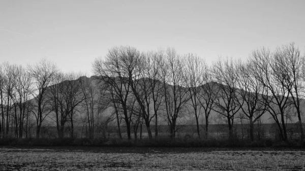 黒と白の日没後の背景に雪 木や山で覆われたフィールド — ストック写真