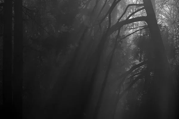 Світлові Смуги Сяють Прожектори Майже Вертикально Через Ліс Чорно Білому — стокове фото