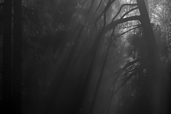 Light bars shine like spotlights almost vertical through the forest in black and white