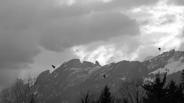 Small flock of 4 birds flying in circle in front of the mountains with snow in black and white
