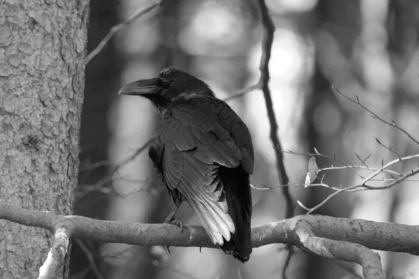 Обыкновенный Ворон Corvus Corax Сидит Ветке Лесу Черно Белом — стоковое фото