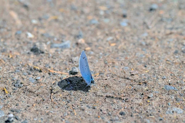 Niebieski Motyl Złożonymi Skrzydłami Cieniem Ziemi — Zdjęcie stockowe