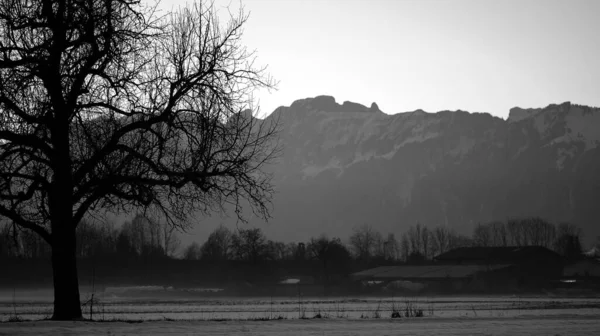 地面に霧と冬の木のシルエットの半分を閉じて 黒と白の背景に農場 — ストック写真