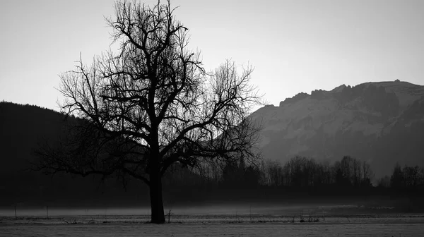 Close up of silhouette of tree in winter with fog clouds on the ground and mountains in background in black and white