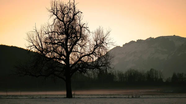 Close up of silhouette of tree in winter with fog clouds on the ground and mountains in background in twilight