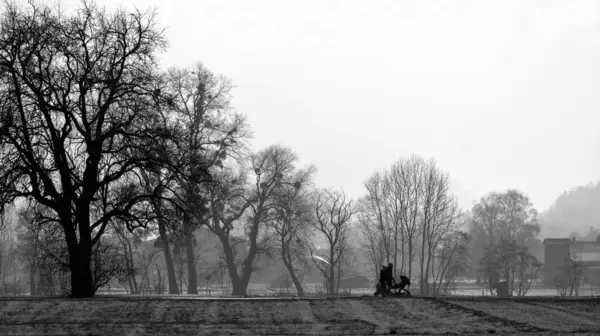 黒と白の冬に大きな木の横を歩くベビーカーと犬のカップル — ストック写真