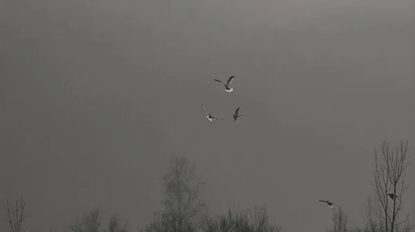 Três Gaivotas Voam Nevoeiro Inverno Formam Círculo — Fotografia de Stock