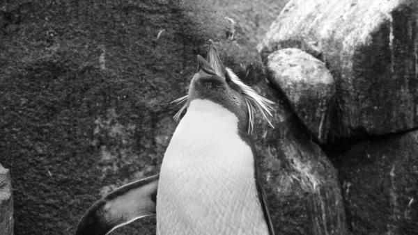 Close Pinguim Com Boca Aberta Colando Cabeça Para Cima Preto — Fotografia de Stock
