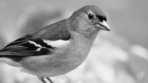 Малый Chaffinch Птица Крупным Планом Мадейре Португалия Черно Белом — стоковое фото