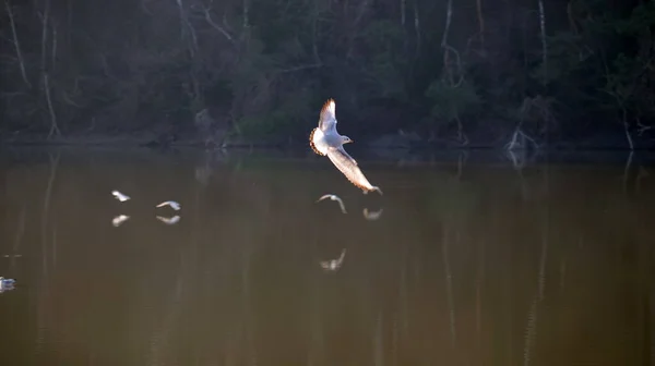 Martı Kışın Kanatlarıyla Gölün Üzerinde Uçar — Stok fotoğraf