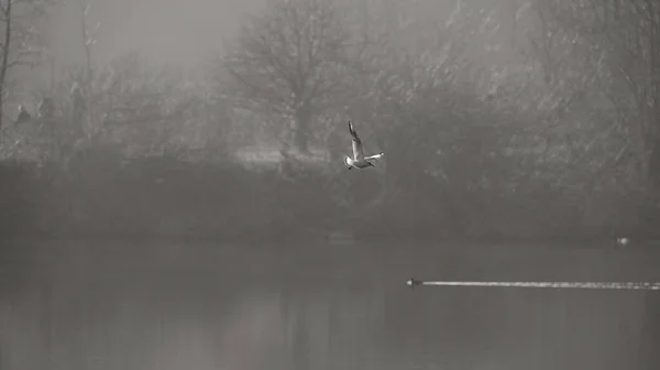 海鸥在冬雾中 黑白分明地飞越湖面 — 图库照片