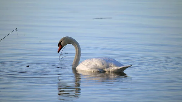 水と一緒に水の上で白鳥は水の中で配管や反射をドロップします — ストック写真