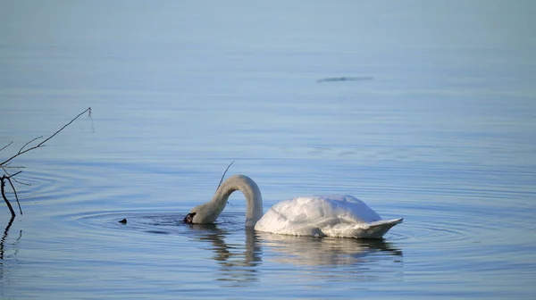 白鳥の頭の半分を水の下で 1つの目を外を見る — ストック写真