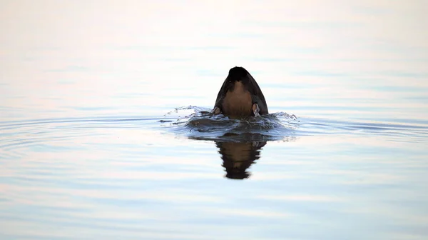 Coot Waterbird Nurkuje Głową Pod Wodą Tworząc Fale Odbicia — Zdjęcie stockowe
