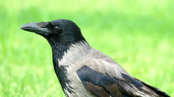 Gros Plan Noir Corbeau Corbeau Avec Plumage Noir Blanc — Photo