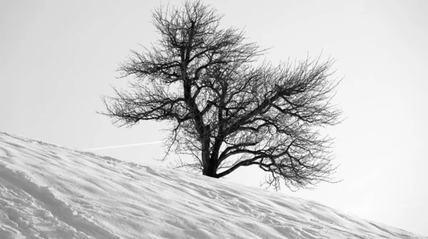 Одинокое Голое Дерево Стоящее Склоне Холма Зимой Австрии Черно Белом — стоковое фото