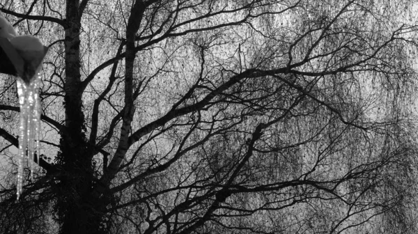 Силуэт Дерева Зимний Вечер Многими Маленькими Ветвями Размытыми Сосульками Переднем — стоковое фото
