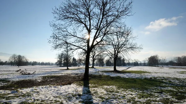 太陽が輝き 影を投げかける冬の風景の中に大きな裸の木 — ストック写真