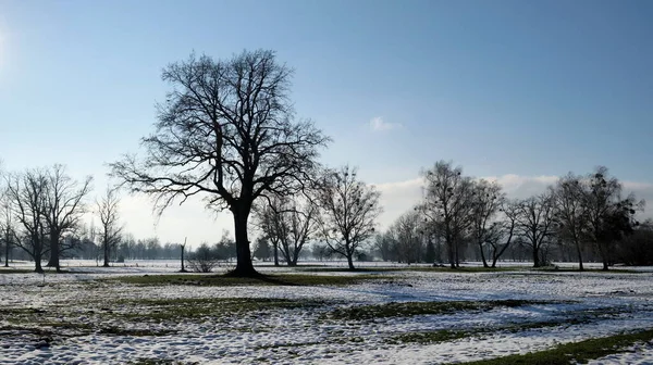 葉のない木が多い冬の風景 — ストック写真