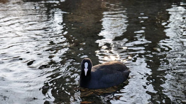 Fekete Kacsa Fehér Csőrrel Vízen — Stock Fotó
