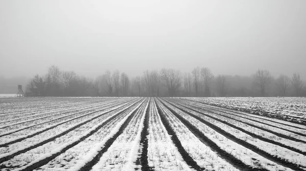 黒と白の冬を背景に雪と霧に覆われたフィールド — ストック写真