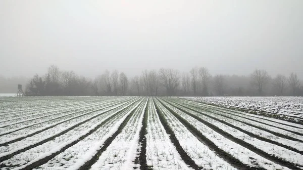 冬を背景に雪と霧に覆われた畑 — ストック写真