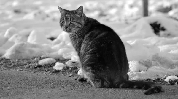 Retrato Gato Inverno Com Neve Fundo Preto Branco — Fotografia de Stock