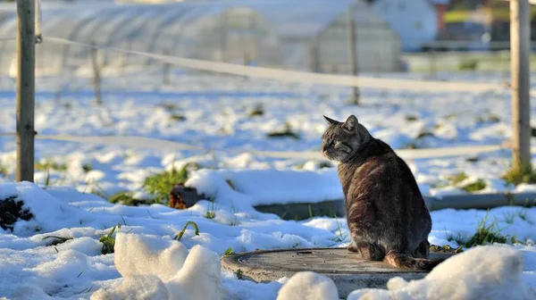 冬天一只猫坐在黑白相间的人孔盖上的画像 — 图库照片