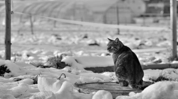 冬天一只猫坐在人孔盖上的画像 — 图库照片