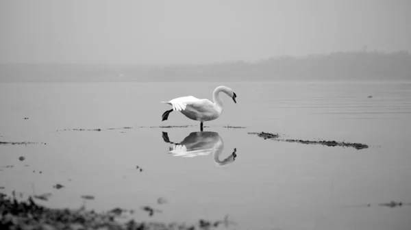 白鳥は湖の岸に1フィートで黒と白の湖のコンスタンスで水の中にその反射を見て立って — ストック写真
