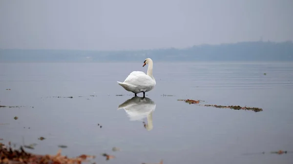Cisne Seu Reflexo Água Margem Lago — Fotografia de Stock