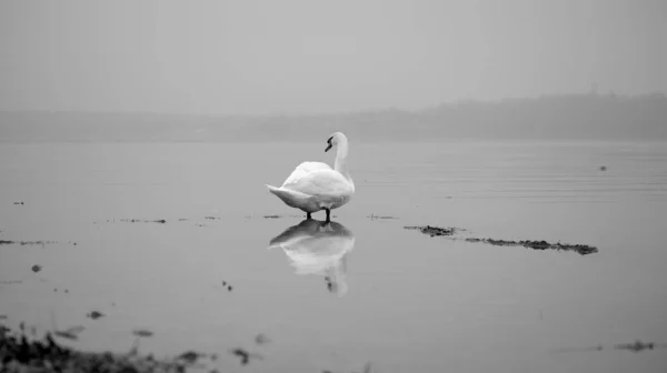 Cisne Seu Reflexo Água Margem Lago Preto Branco — Fotografia de Stock