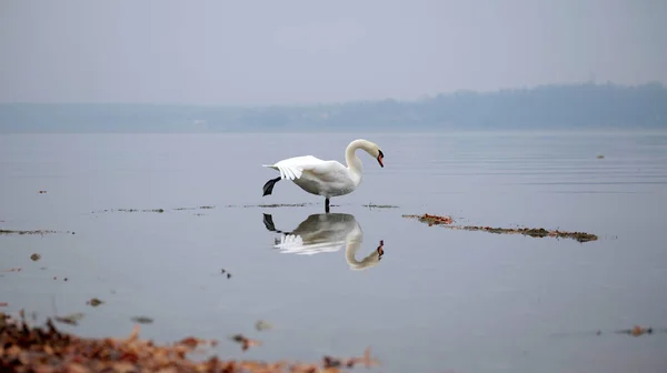 Cisne Com Margem Lago Olhando Para Seu Reflexo Água Constância — Fotografia de Stock