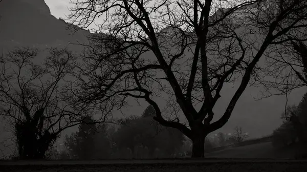 Большое Дерево Толстым Стволом Множеством Маленьких Ветвей Черно Белом Цвете — стоковое фото
