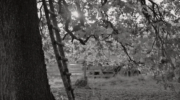 Žebřík Opřený Podzimní Strom Skrz Který Svítí Černé Bílé Slunce — Stock fotografie