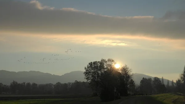 stock image Flock of birds in sunset over big tree