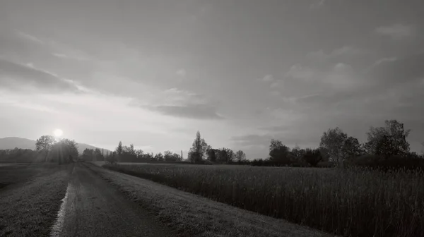 黒と白の大きなトウモロコシ畑の横の日没の歩道 — ストック写真