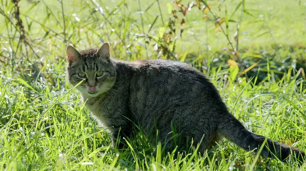 夏天的草地上 长着舌头的猫伸出来了 — 图库照片