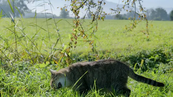棕色的猫在草地上咬草 — 图库照片