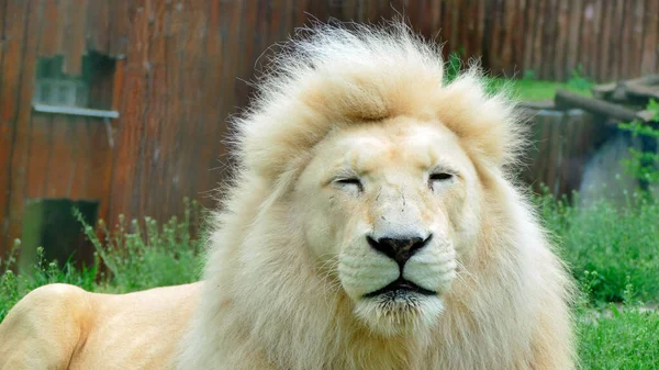 大きな男と目を閉じて白い横長のライオン — ストック写真